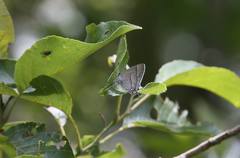 Chrysozephyrus esakii