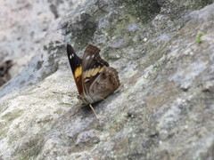Asterocampa idyja argus