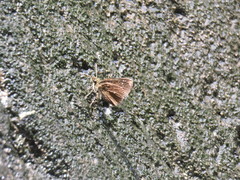 Piruna purepecha