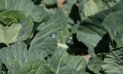 Chrysozephyrus rarasanus