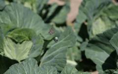 Chrysozephyrus rarasanus