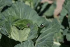 Chrysozephyrus rarasanus