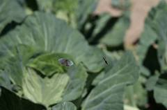 Chrysozephyrus rarasanus