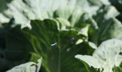 Chrysozephyrus rarasanus