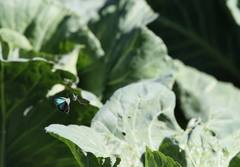 Chrysozephyrus rarasanus