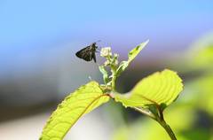 Aeromachus bandaishanus