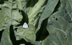 Teratozephyrus arisanus