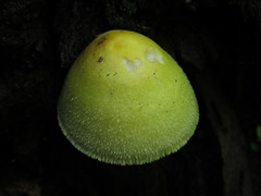 Volvariella bombycina flaviceps
