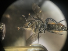 Laphria janus