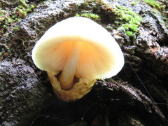Volvariella bombycina flaviceps