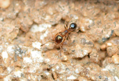 Pheidole metallescens