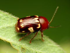 Cryptocephalus badius