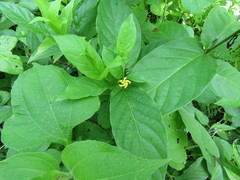 Mandevilla foliosa