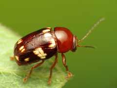 Cryptocephalus badius