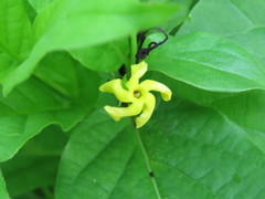 Mandevilla foliosa