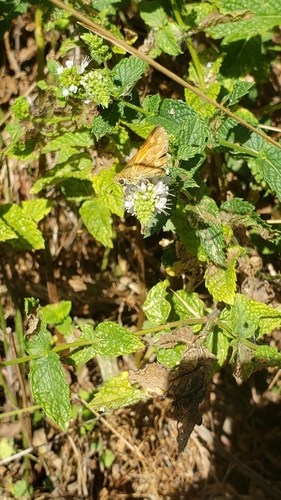 Woodland Skipper photo 5