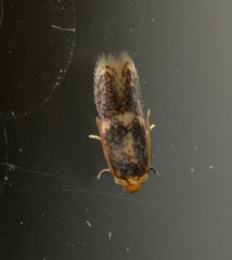 Ectoedemia