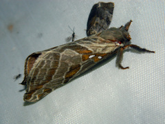 Sthenopis argenteomaculatus