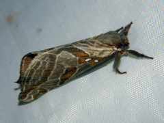 Sthenopis argenteomaculatus