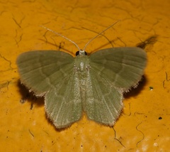 Idiochlora minuscula