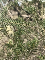 Melaleuca preissiana