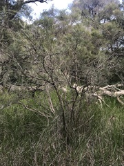 Melaleuca teretifolia