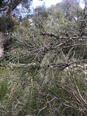 Melaleuca teretifolia