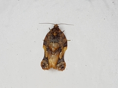 Argyrotaenia citharexylana