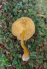 Chrysomphalina chrysophylla