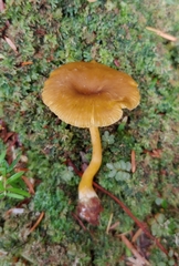Chrysomphalina chrysophylla
