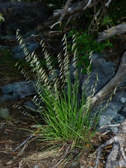 Melica stricta