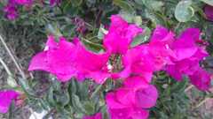 Bougainvillea