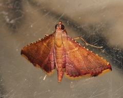 Endotricha olivacealis