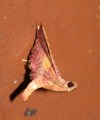 Endotricha olivacealis