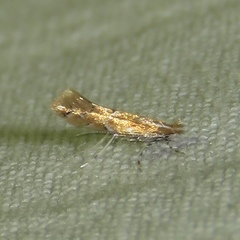 Cremastobombycia solidaginis