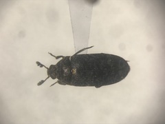 Dermestes undulatus