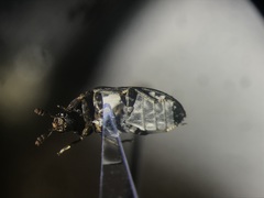 Dermestes undulatus