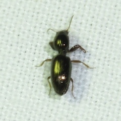 Dyschirius sphaericollis