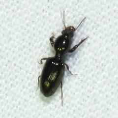 Dyschirius sphaericollis