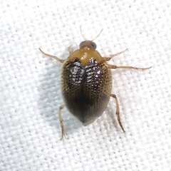 Peltodytes tortulosus