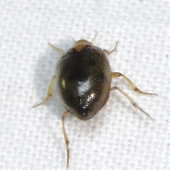 Peltodytes tortulosus