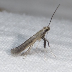 Caloptilia hypericella
