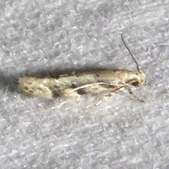 Coleotechnites coniferella