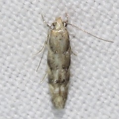Coleotechnites coniferella
