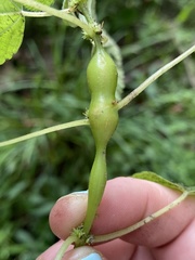Neolasioptera boehmeriae