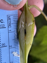 Neolasioptera boehmeriae