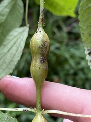 Neolasioptera boehmeriae