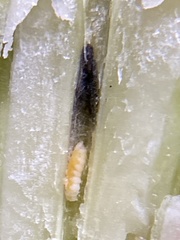 Neolasioptera boehmeriae