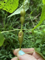 Neolasioptera boehmeriae