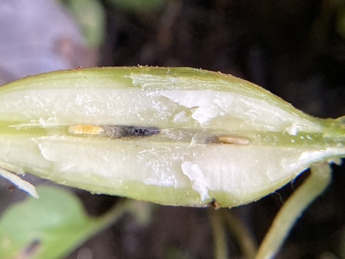Boehmeria stem gall midge
